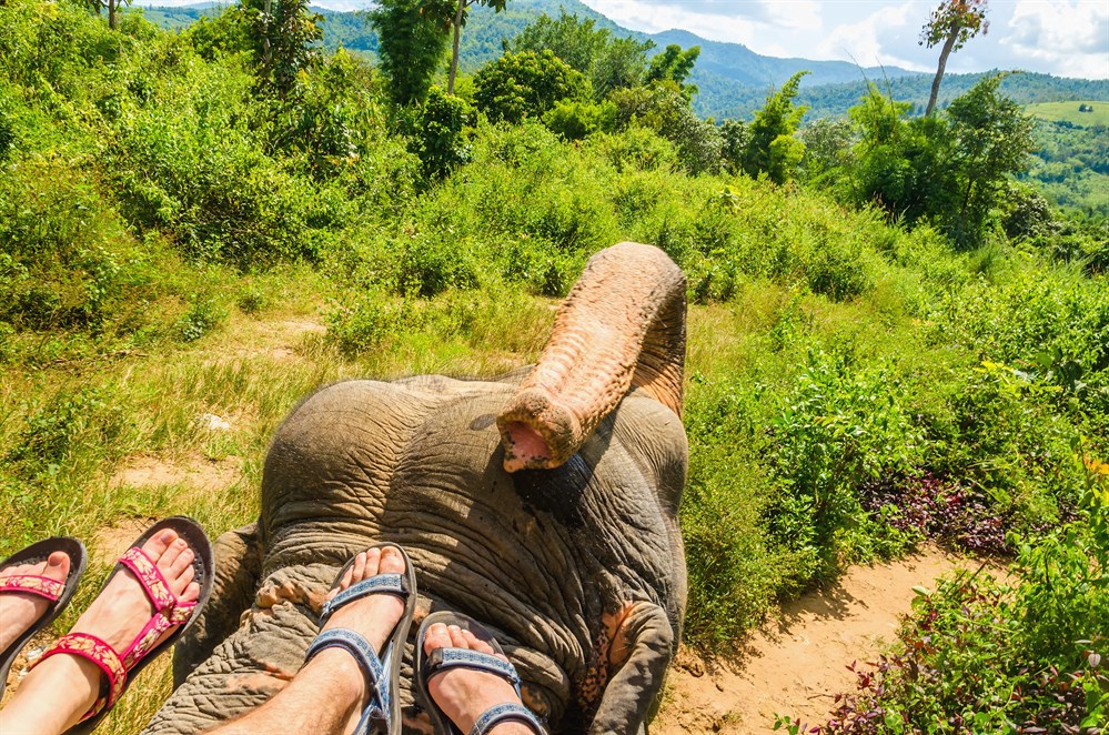 Elephant _trekking _Phuket